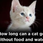 How long can a cat go without food and water,